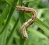 Ectropis crepuscularia